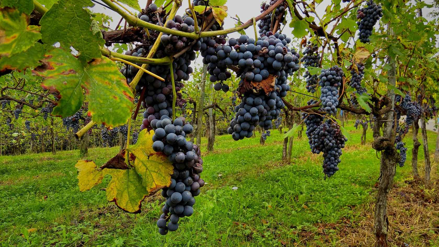 Vendemmia Digitale